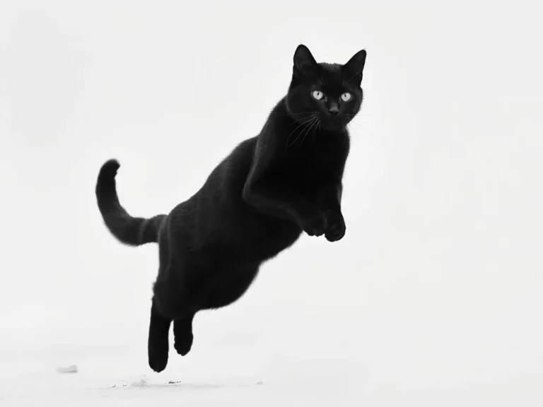 Black Cat Jumping on You Dream Meaning: Unraveling the Symbolic Significance