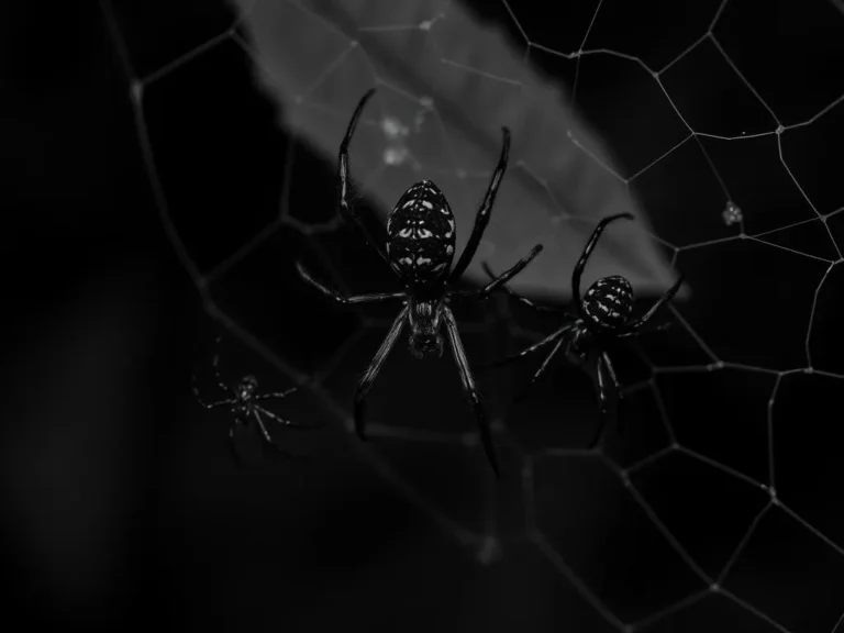 Black Spiders Dream Meaning: Uncovering the Symbolism