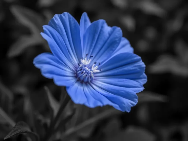 Blue Flower Dream Meaning: Uncovering the Symbolic Significance