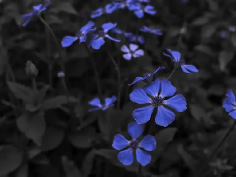 Blue Flowers Dream Meaning: Unlocking the Symbolism of Your Subconscious