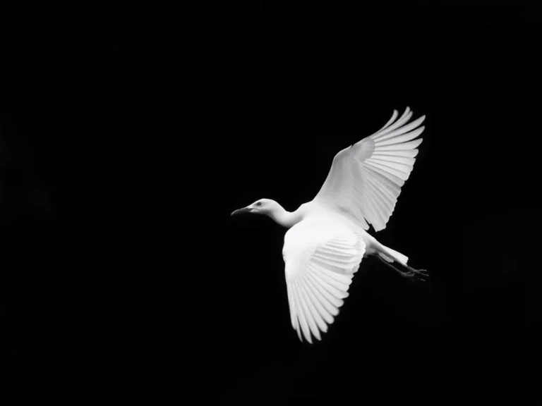 Dream of a White Bird: Uncovering the Symbolic Meaning