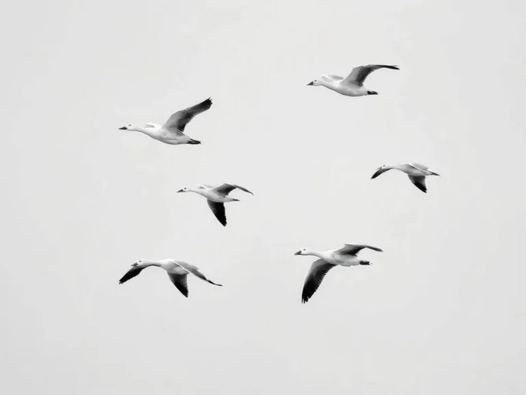 Flying Geese Dream Meaning: An In-Depth Analysis of This Symbolic Vision