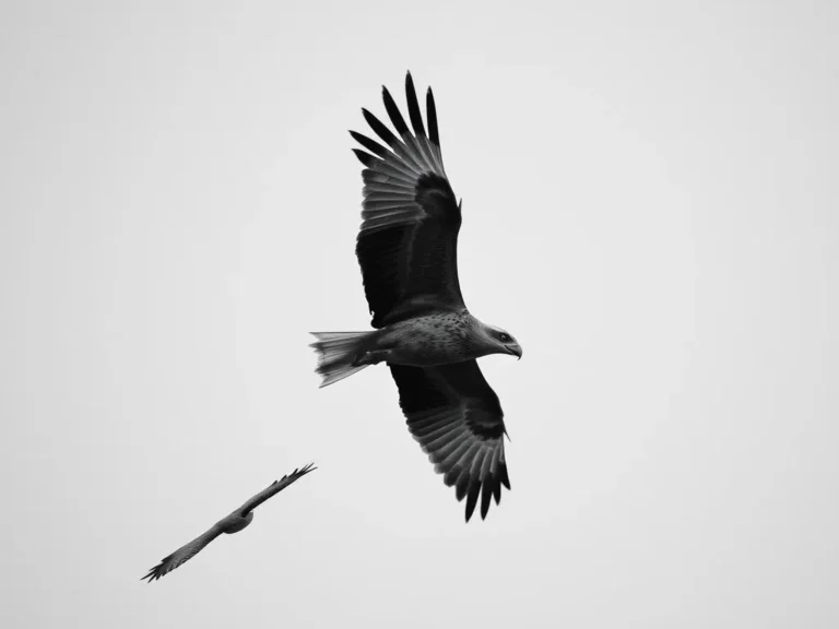 Hawk Attack Dream Meaning: Uncovering the Symbolic Significance