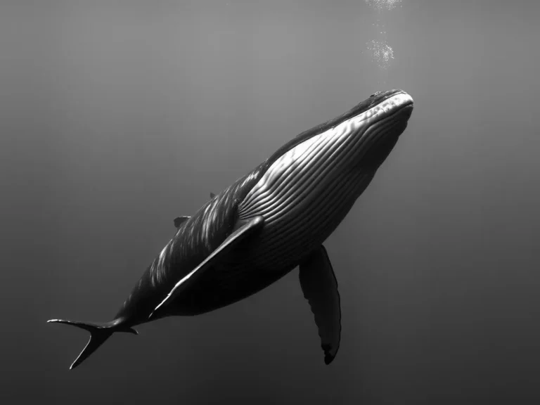 Humpback Whale Dream Meaning: Exploring the Depths of Your Subconscious