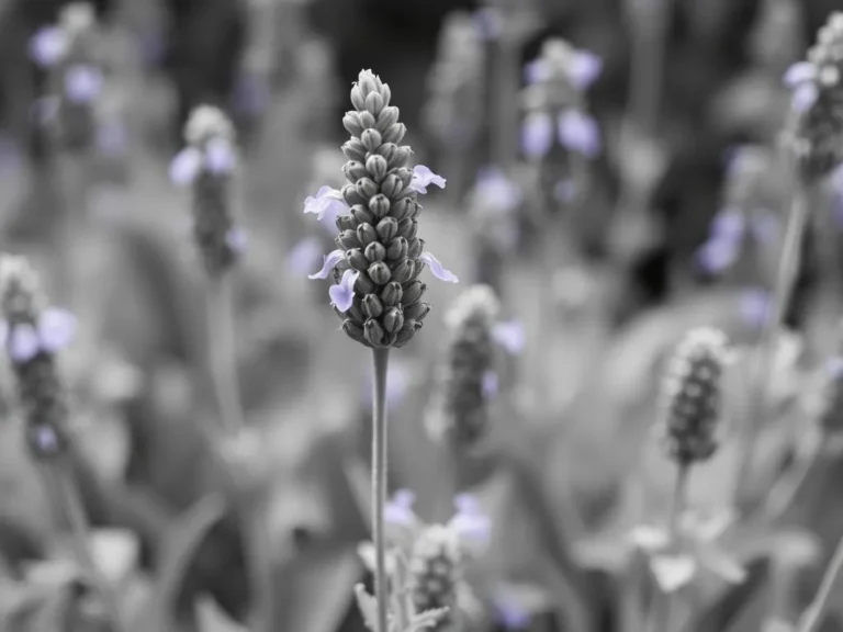 Lavender Dream Meaning: Uncovering the Symbolism and Significance