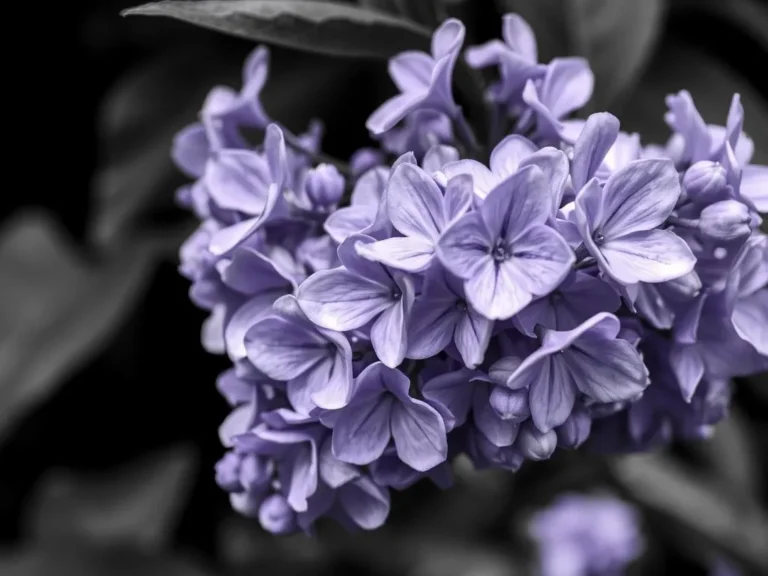 Lilac Dreams Meaning and Spiritual Meaning: Uncovering the Secrets of Lilac Symbolism