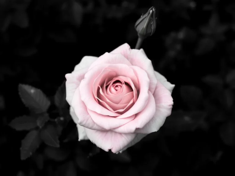 Pink Rose Dream Meaning: Unveiling the Symbolism and Significance