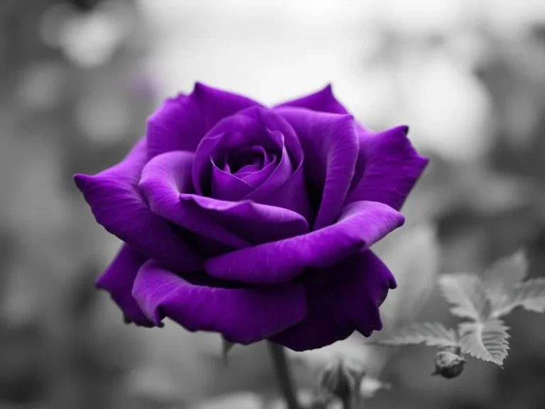 Purple Rose Dream Meaning: Unlocking the Symbolism of This Vibrant Bloom