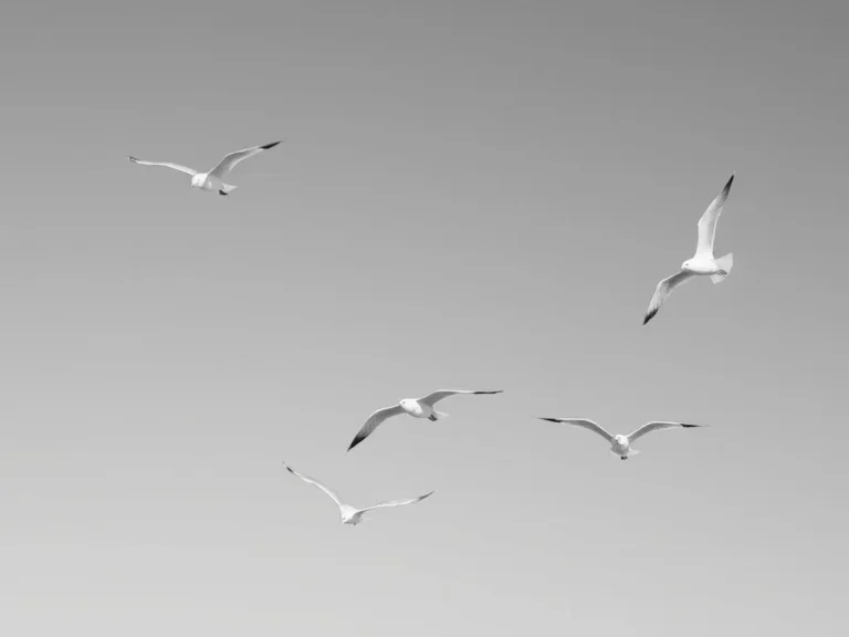 Seagulls Dream Meaning: Exploring the Symbolism and Interpretation